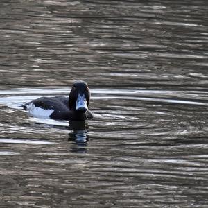 Tufted Duck