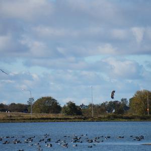 White-tailed Eagle