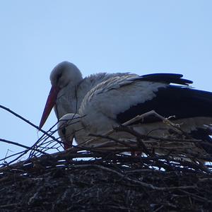 White Stork