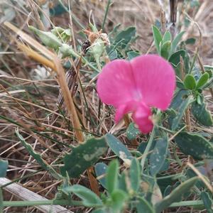 Tuberous Pea