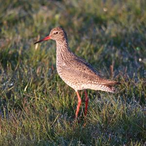 Common Redshank