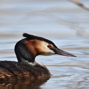 Great Crested Grebe