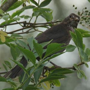 Eurasian Blackbird