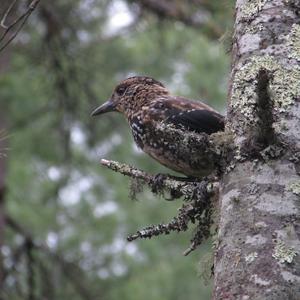 Spotted Nutcracker