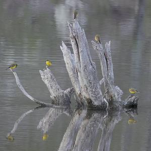 Yellow Wagtail