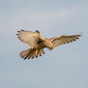 Common Kestrel