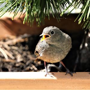 Black Redstart