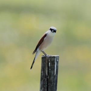 Red-backed Shrike