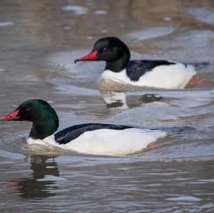 Common Merganser