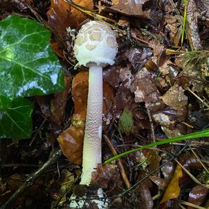 Parasol Mushroom