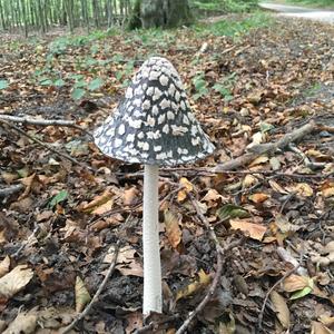 Magpie Ink-cap