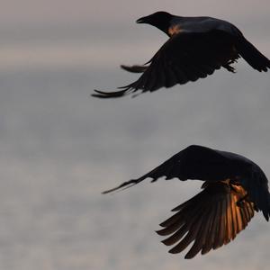 Hooded Crow