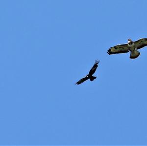 Common Buzzard