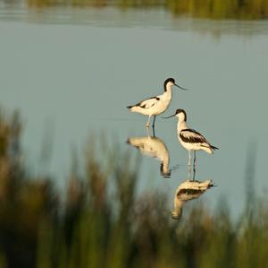 Pied Avocet