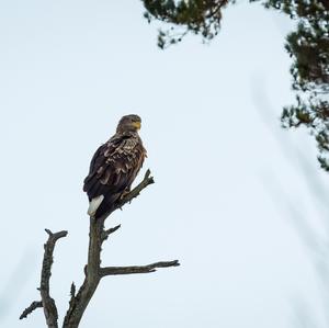 White-tailed Eagle