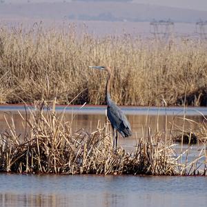 Goliath Heron