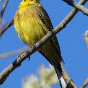 Yellowhammer