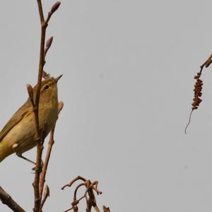 Common Chiffchaff