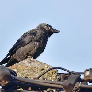 Eurasian Jackdaw