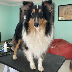 Shetland Sheepdog