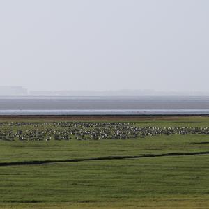 Barnacle Goose