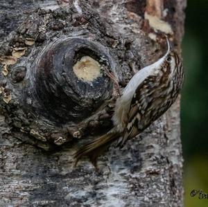 Eurasian Treecreeper