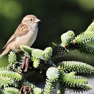 House Sparrow