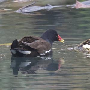 Common Moorhen