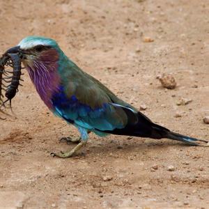 Lilac-breasted Roller