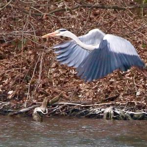 Grey Heron