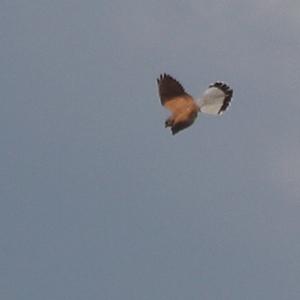 Common Kestrel