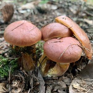 Larch Suillus