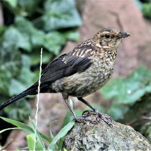 Eurasian Blackbird