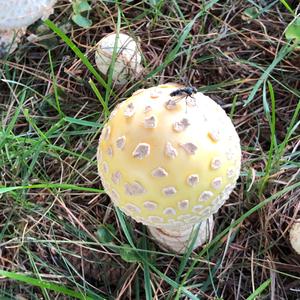 Fly Agaric