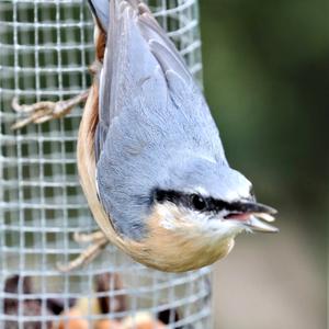 Wood Nuthatch