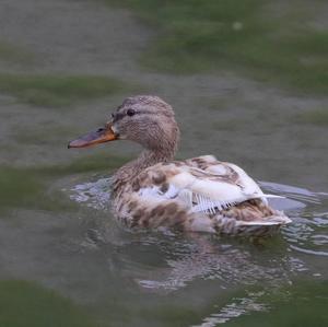 Mallard