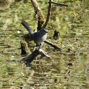 Grey Catbird