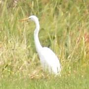 Great Egret