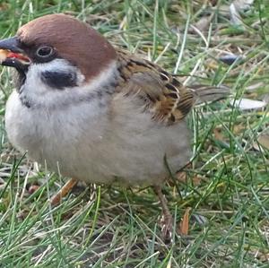 Eurasian Tree Sparrow