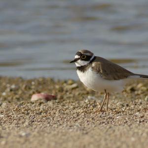 Little Ringed Plover