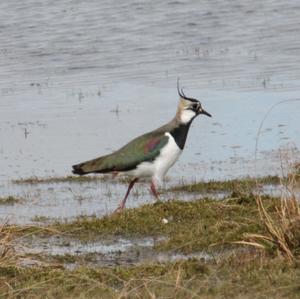 Northern Lapwing