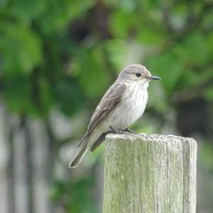 Spotted Flycatcher