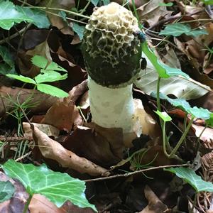 Stinkhorn, Common