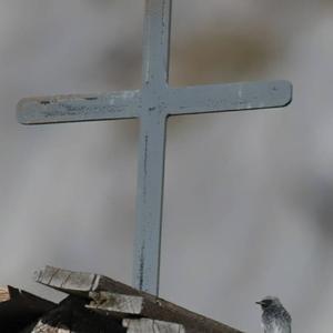 Black Redstart