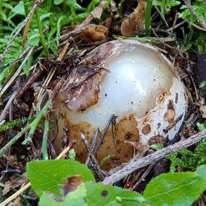 Stinkhorn, Common