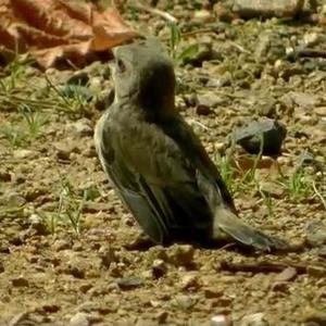 European Greenfinch