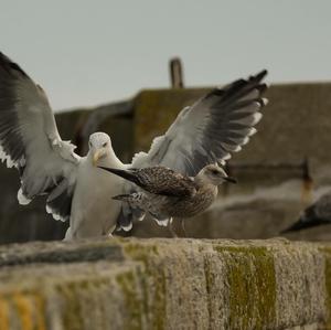 Great Black-backed Gull