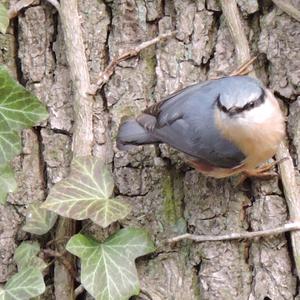 Wood Nuthatch