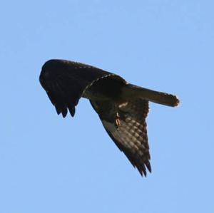 Common Buzzard