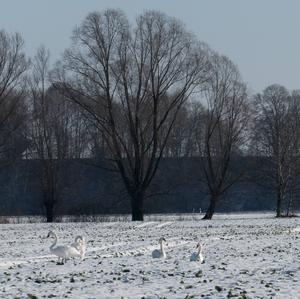 Mute Swan